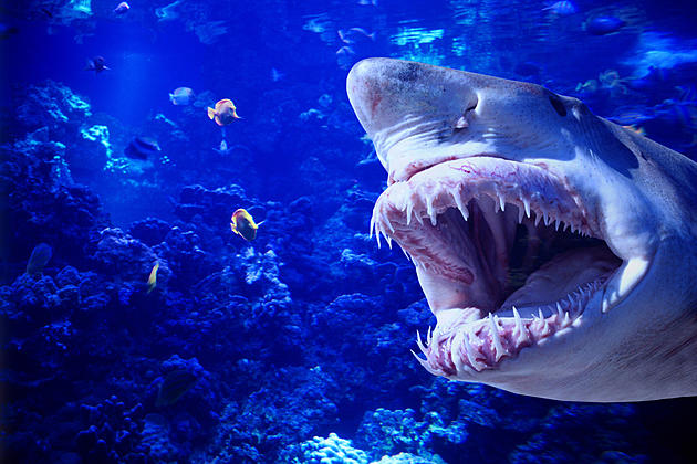 Company Hiring One Lucky Person To Watch Shark Week For Cash