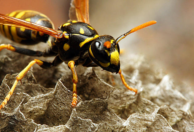 The Hornets Are Worse This Fall Than Ever It Seems In The Northland