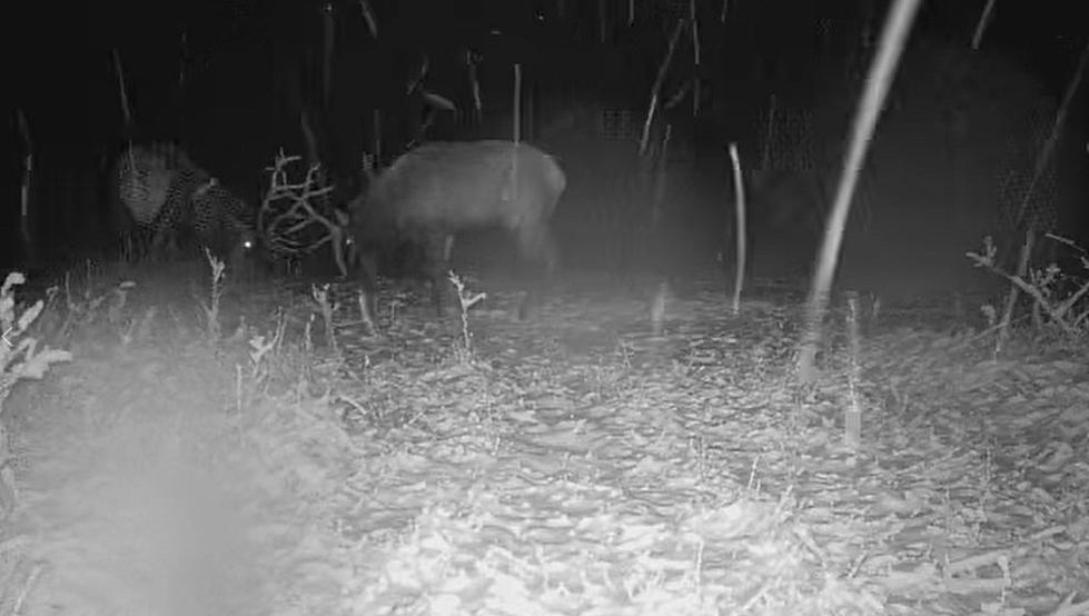 2 Wild Bull Elk Caught Fighting On Trail Camera In Minnesota