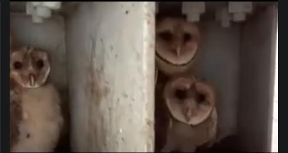 MnDOT Discovers Five Baby Owls While Repainting Minnesota Bridge [WATCH]