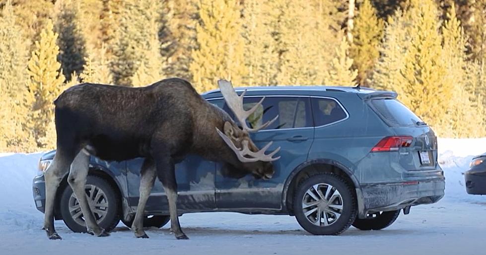 Minnesota Moose Conservation Group Issues Bizarre Moose Warning