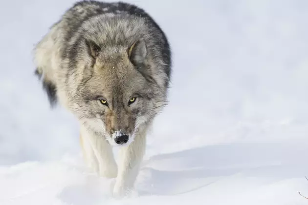 Snowmobilers Warned About Abnormally Behaved Wolf In Northern Minnesota