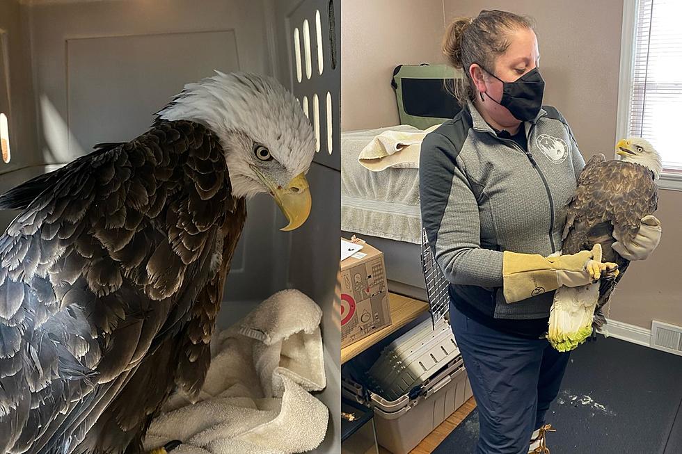 You’ll Never Believe How Old This Bald Eagle Is That Was Rescued In Duluth
