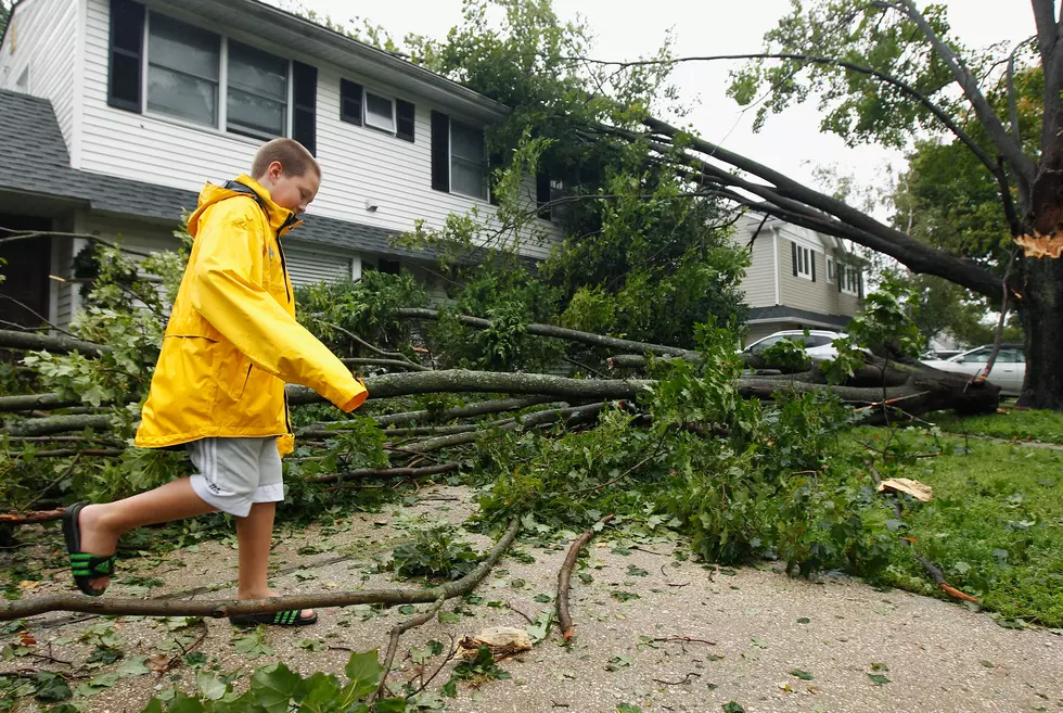 Minnesota DNR Has Helpful Advice for Dealing with Storm-Damaged Trees