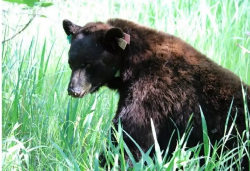 DNR Says Don't Shoot These Bears