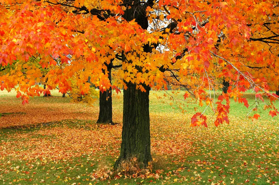 Minnesota DNR Warns Climate Change Hurting Maple Trees