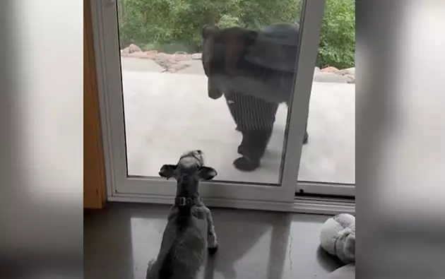 Video Of Duluth Schnauzer Goes Viral After It Defends Home From Black Bear