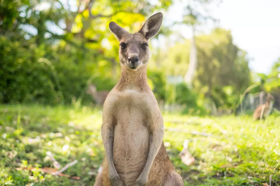 Why Are So Many Kangaroos Spotted On The Loose In Wisconsin?