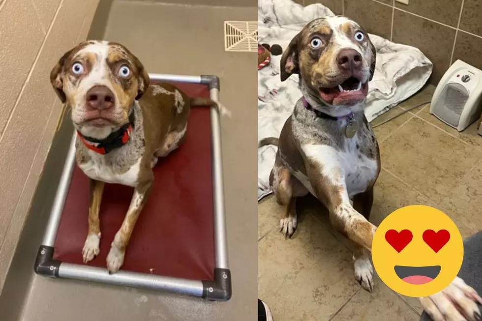 Duluth Rescue Dog Might Not Be Photogenic, But She Has Eyes For You