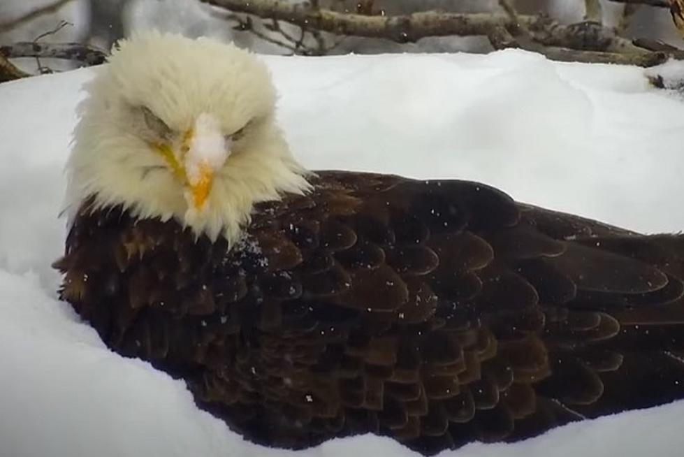 WATCH: Minnesota DNR EagleCam Shows Eagle + Eggs Covered In Snow From Storm