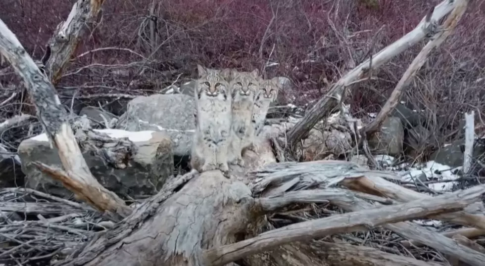 Stunning Drone Video Captures 3 Bobcats On St. Louis River Between Duluth + Superior