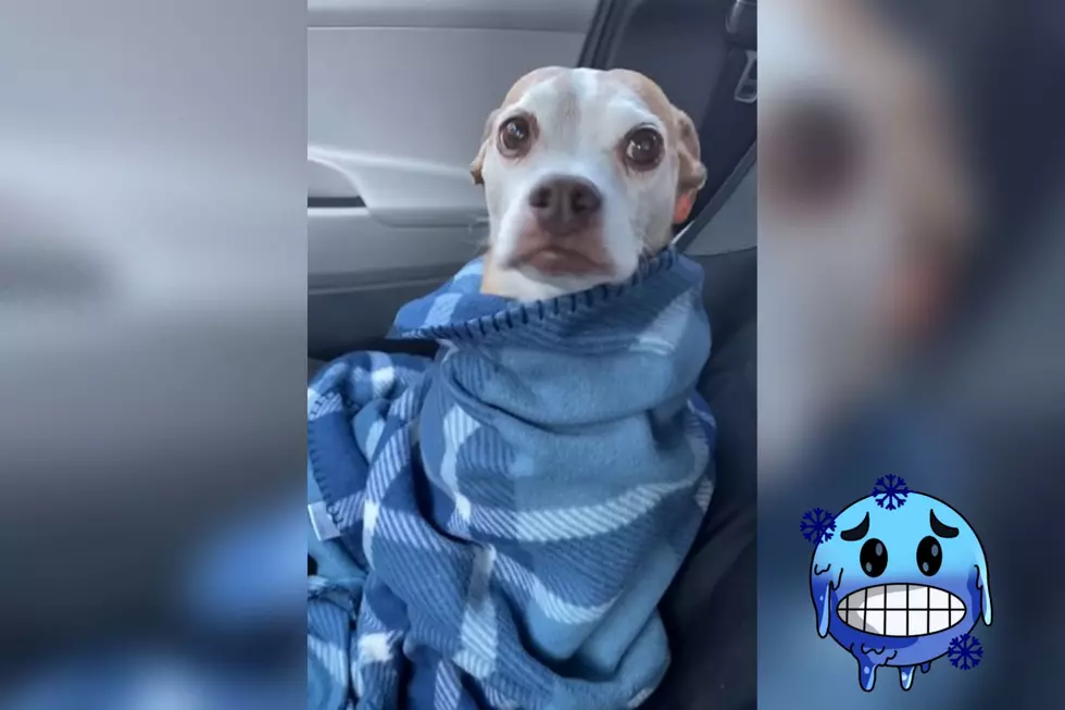 Duluth TV Anchor’s Video Of His Dog Goes Viral For ‘Being Over Winter’