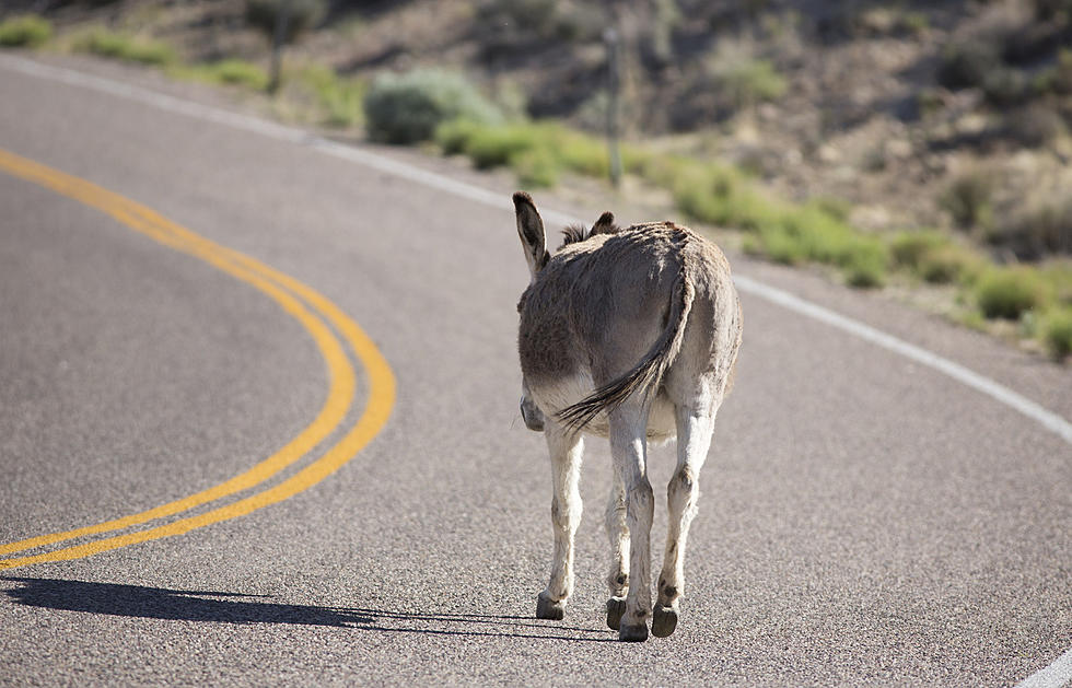 Minnesotan Asks Cops For Help Wrangling Loose Donkey
