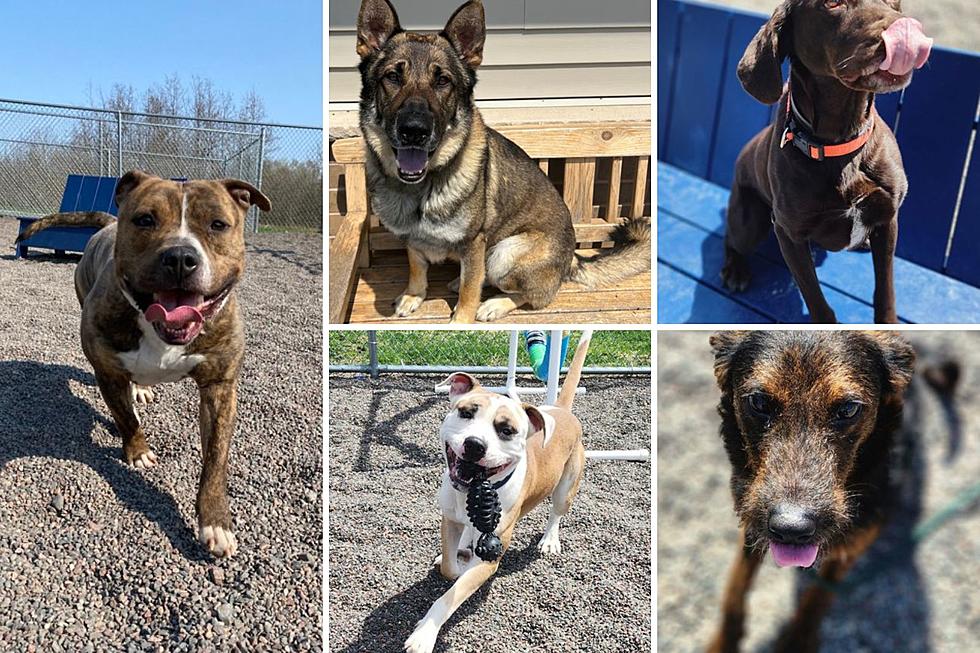 Minnesota Shelter Reaching Capacity For Dogs, Homes Needed ASAP For These Adorable Pups