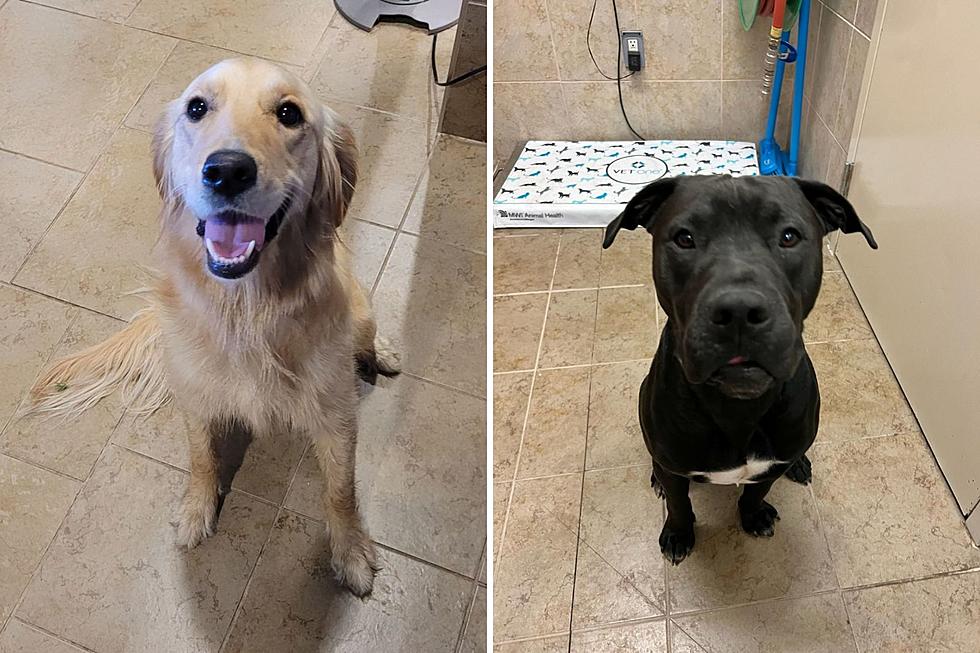 Duluth Animal Shelter Looking For Help Finding Owners Of These Lost Dogs