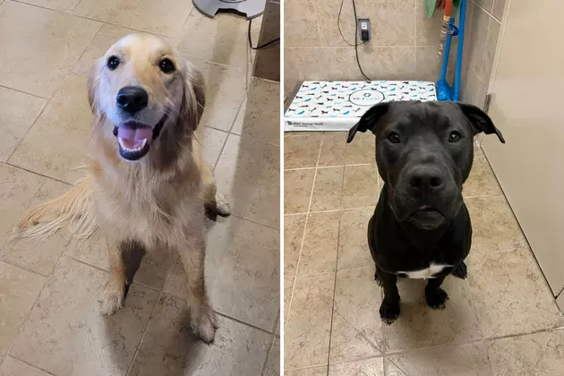 Duluth Animal Shelter Looking For Help Finding Owners Of These Lost Dogs