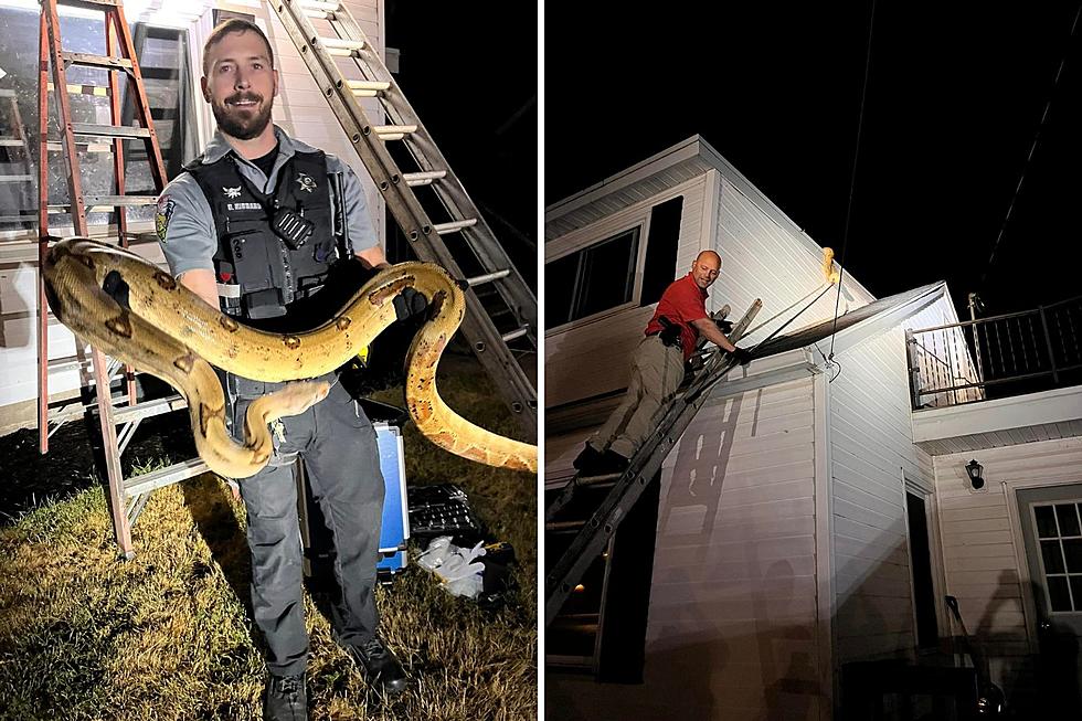 Nope! Wisconsin Sheriff Deputies Respond To Giant Snake On Roof Call