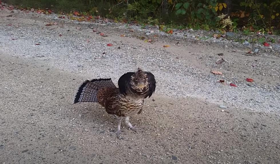 I Was Charged By An Aggressive Grouse While Camping In Northern Minnesota