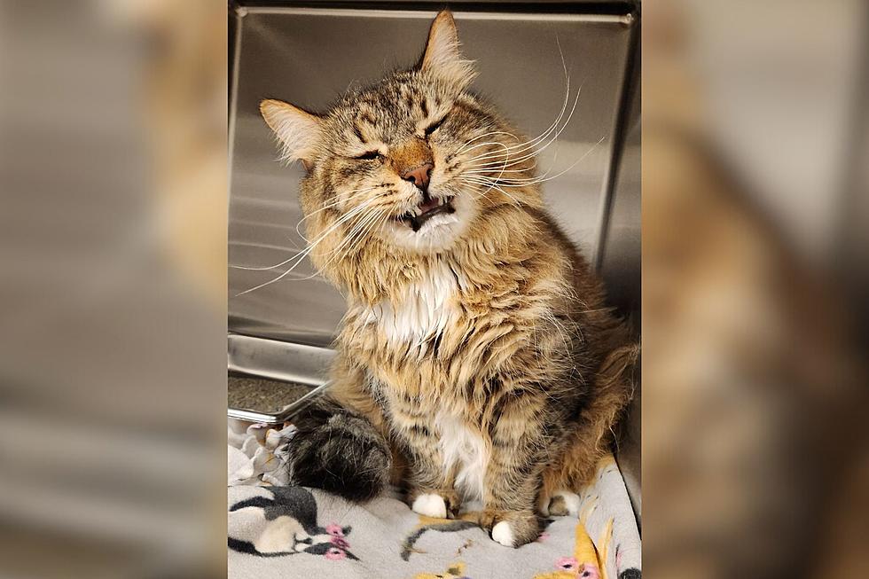 Animal Allies Looking For Owners Of This Photogenic Cat Found Near Cloquet