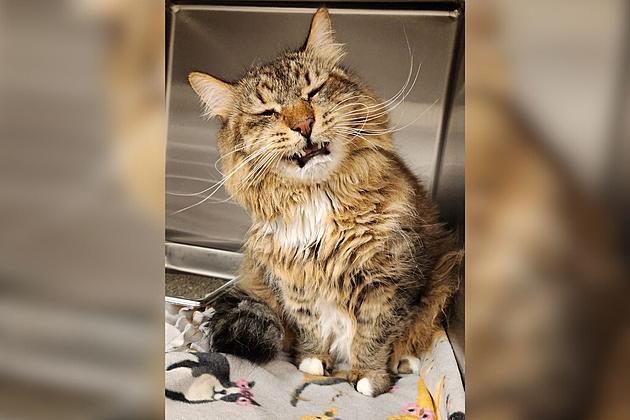 Animal Allies Looking For Owners Of This Photogenic Cat Found Near Cloquet
