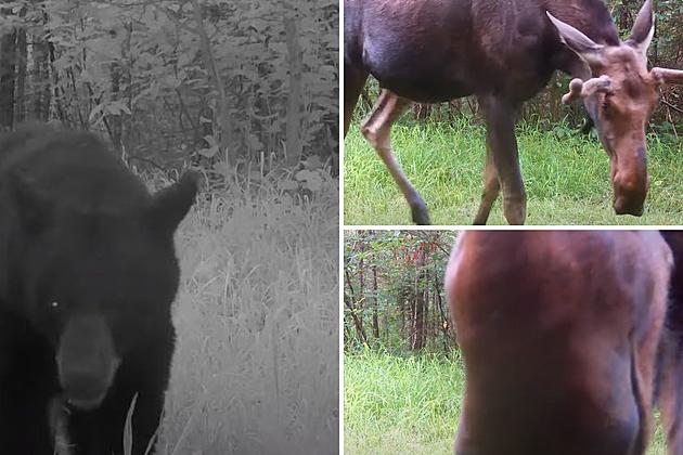 Watch Moose Kisses + Other Animal Reactions To Trail Camera In Northern Minnesota