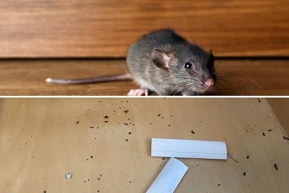 Gross! You Can Tell The Number Of Mice You May Have By The Number Of Droppings