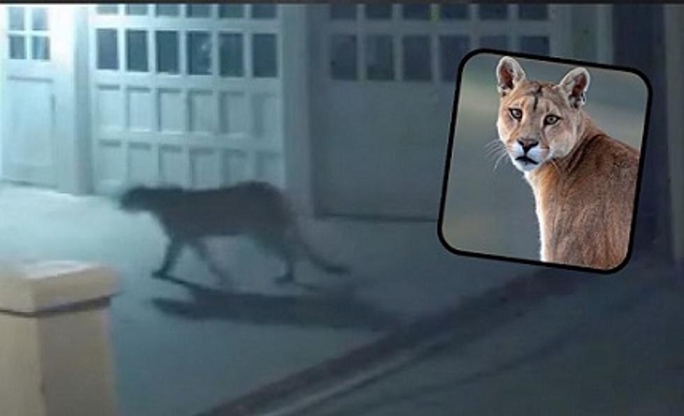 WATCH: Very Rare Cougar Sighting Confirmed In Minneapolis Neighborhood
