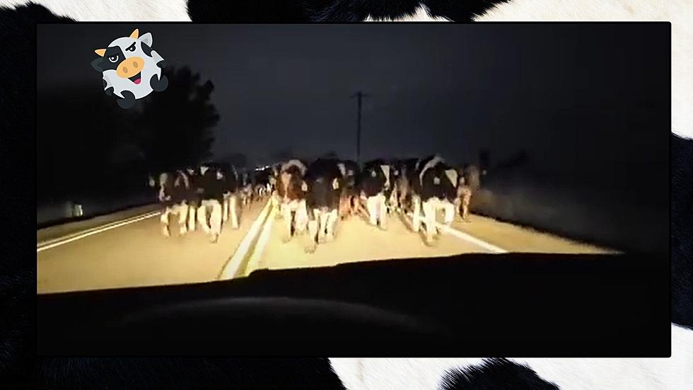 When Cows Attack! Watch Wisconsin DoorDash Driver Get Chased By Cows
