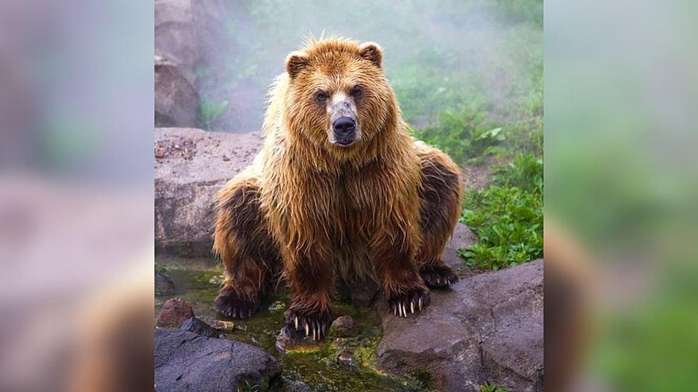 Minnesota Zoo Announces Death Of Beloved Brown Bear