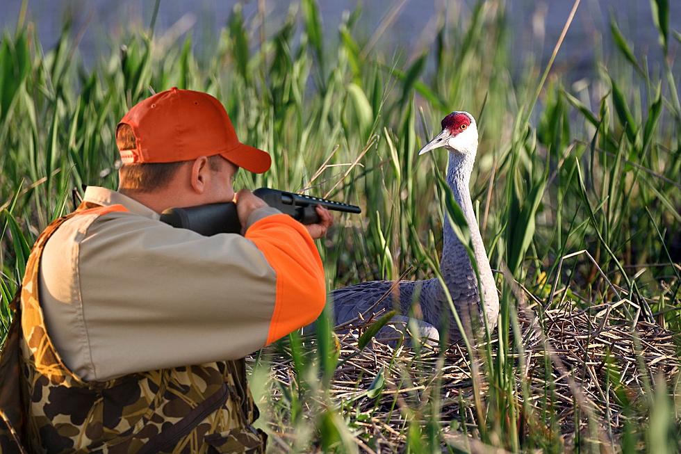 Is Hunting The Answer For Bird That’s Causing Millions Of Dollars Of Damage In Wisconsin?