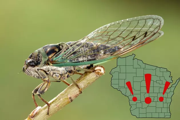 Cicada Invasion &#8211; See Map Of Where They Will Be In Wisconsin