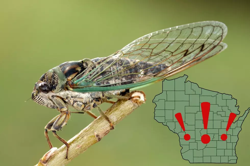 Cicada Invasion – See Map Of Where They Will Be In Wisconsin