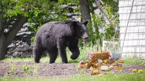 Here Is How To Prevent Conflicts With Bears In Minnesota