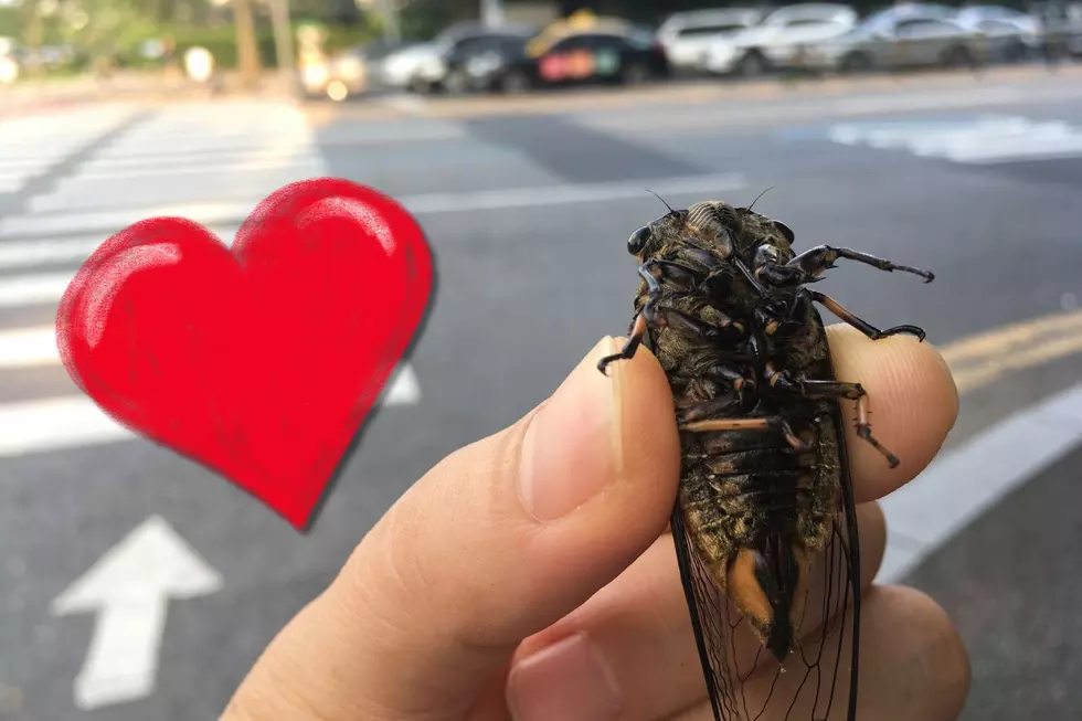 Humane Organization Urges You To Treat Cicadas With Kindness & Respect