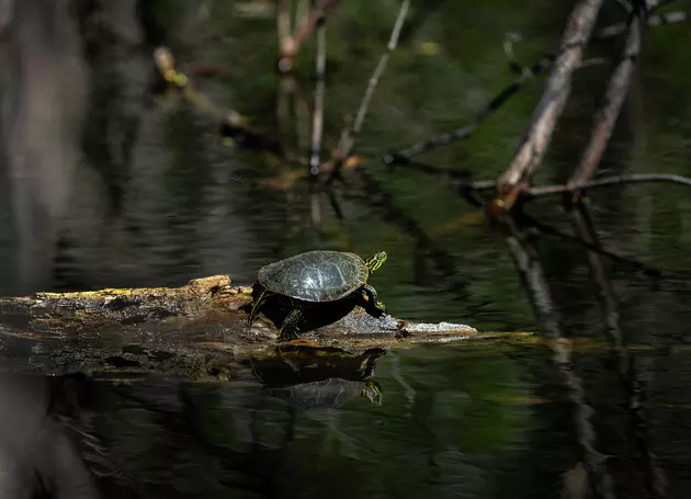 Minnesota Has Some Really Strange Turtle Regulations