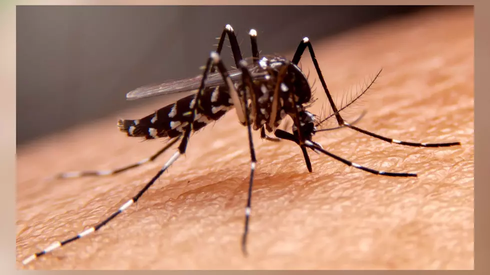Dangerous Virus Spread By Mosquitoes Now Confirmed In Wisconsin