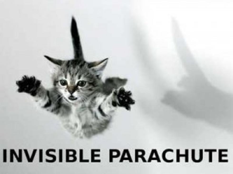 Funny &#8220;Invisible&#8221; Animal Pictures