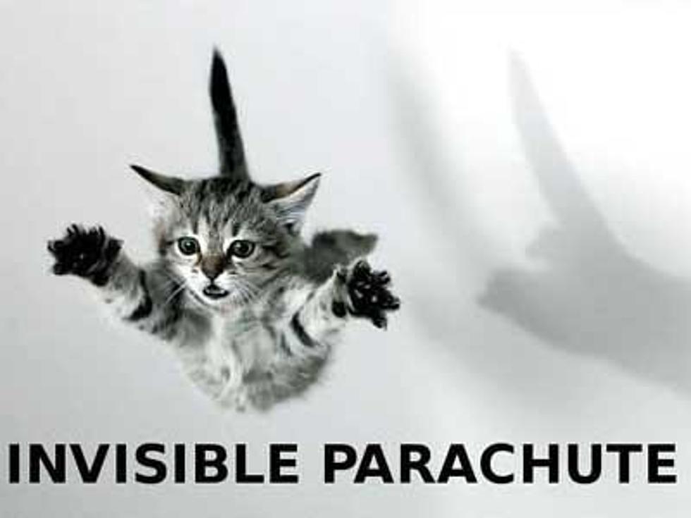 Funny “Invisible” Animal Pictures