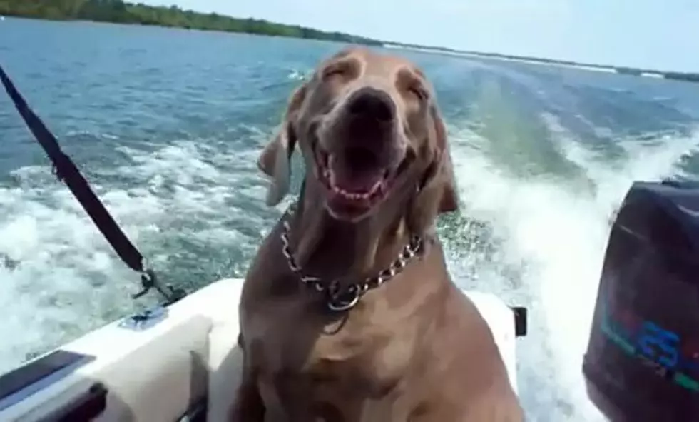 Summer Brings A Smile To Your Face, Even If You Are A Dog (Video)