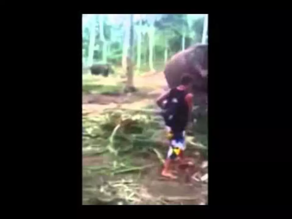 Elephant Slaps Annoying Tourist Off His Feet [VIDEO]