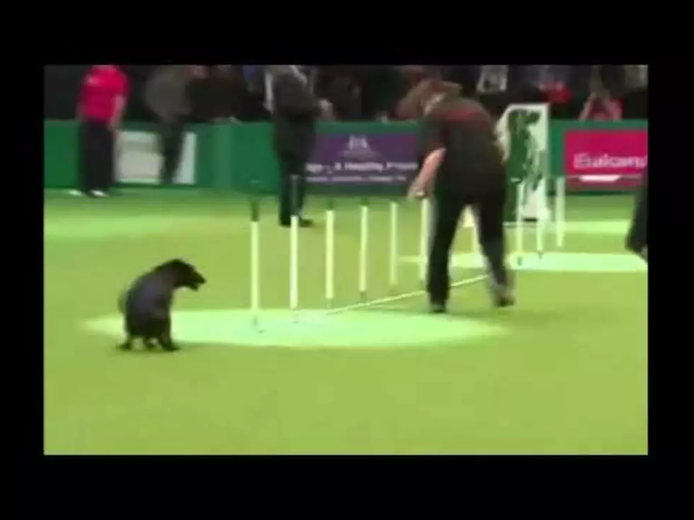 Nature Calls Dog During Agility Competition [VIDEO]