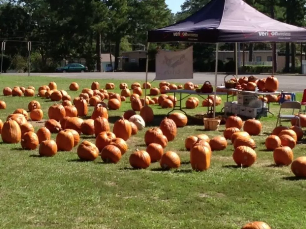 Half-Priced Pumpkins Available at St. Patricks Patch