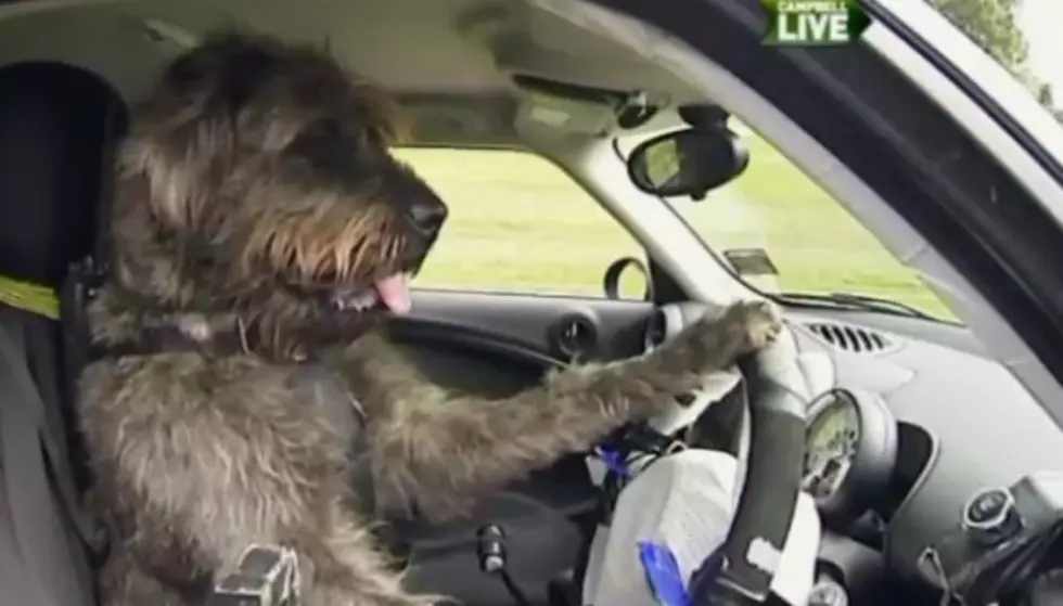 Dogs Learning to Drive Down Under [VIDEO]