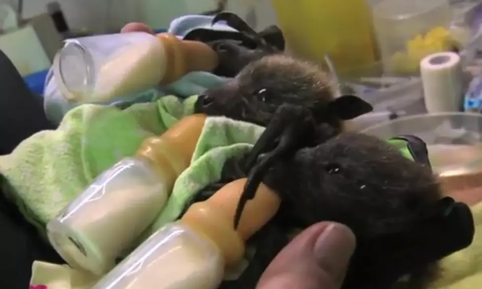 Baby Bat Orphans – Cute or Not?