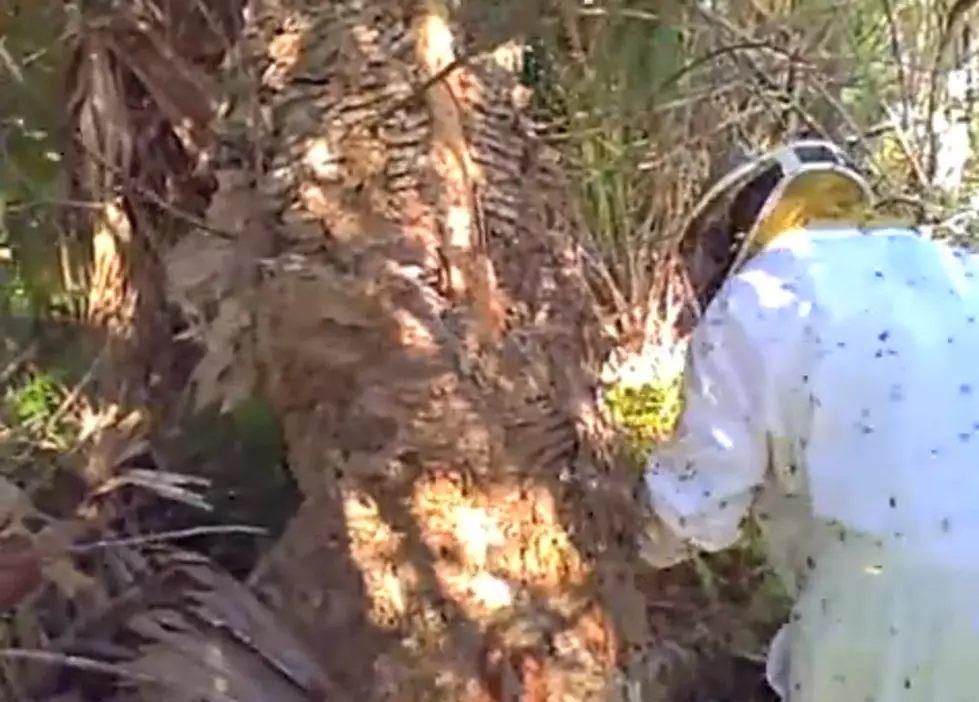 Attacking a 12 Foot Yellowjacket Hive