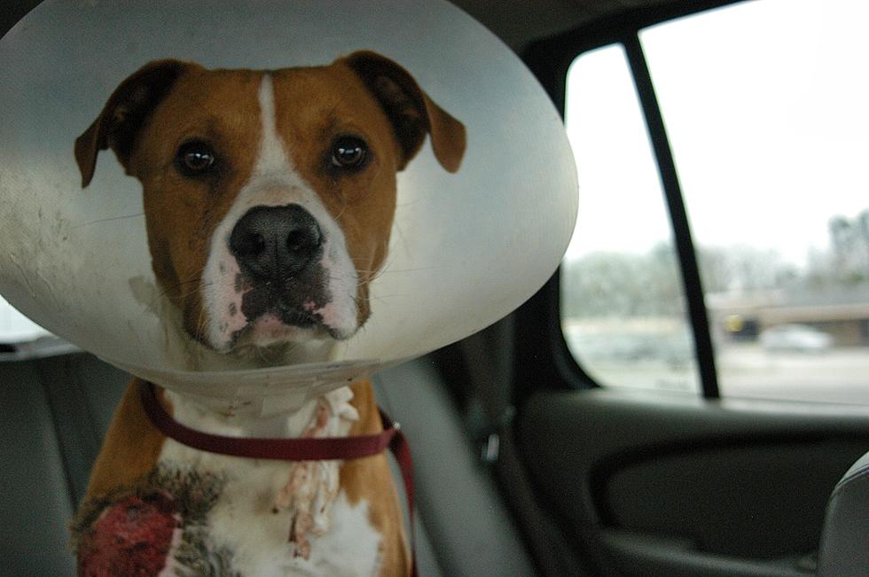 Pitbull Dragged Down Timberland On the Road to Recovery