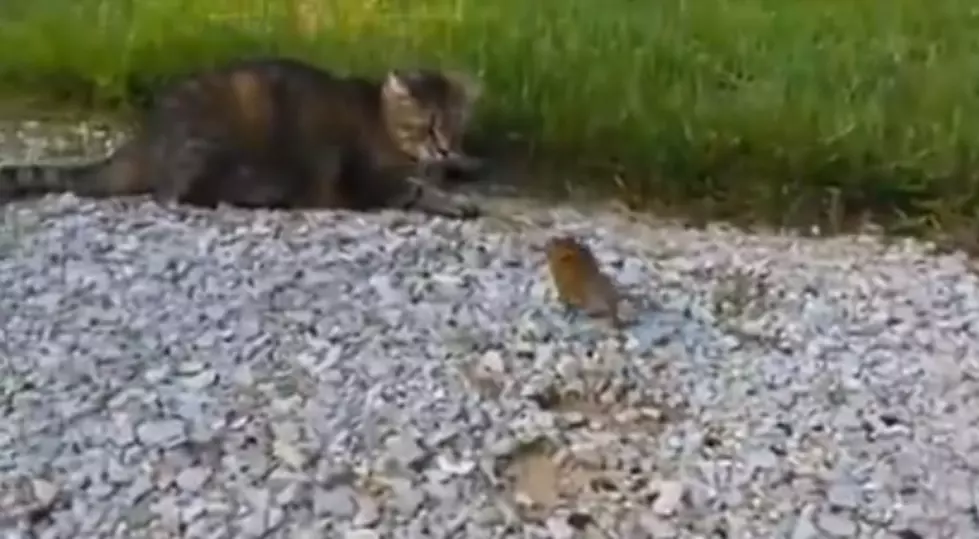 Cat Feels Wrath of Baby Squirrel with an Attitude