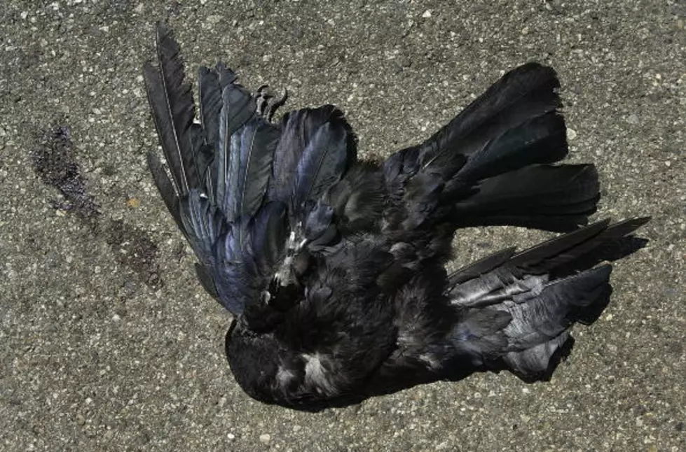 Hundreds of Birds Poisoned and Killed at Houston Airport