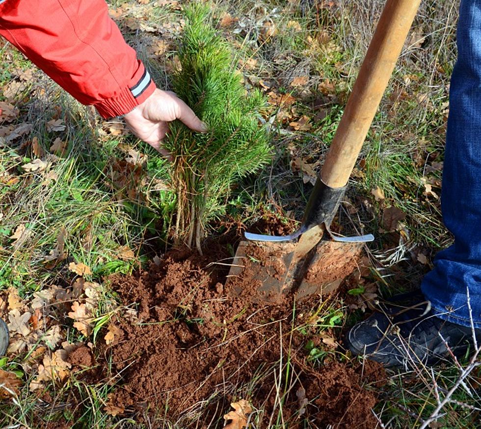 Get Your FREE Tree Seedlings Thursday in Lufkin