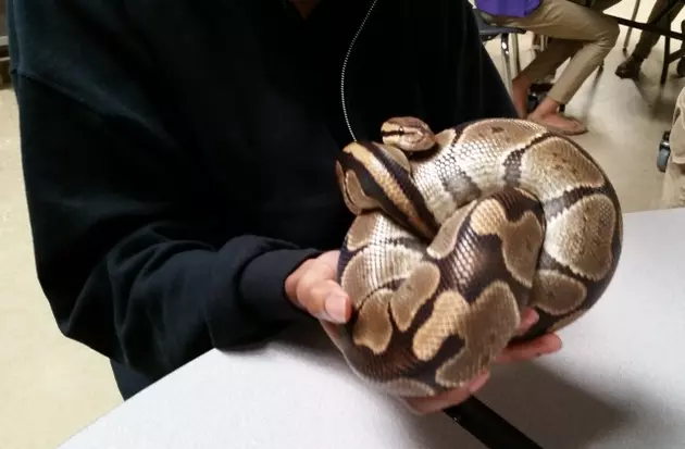 Nacogdoches Students Get Hands On Snake Experience